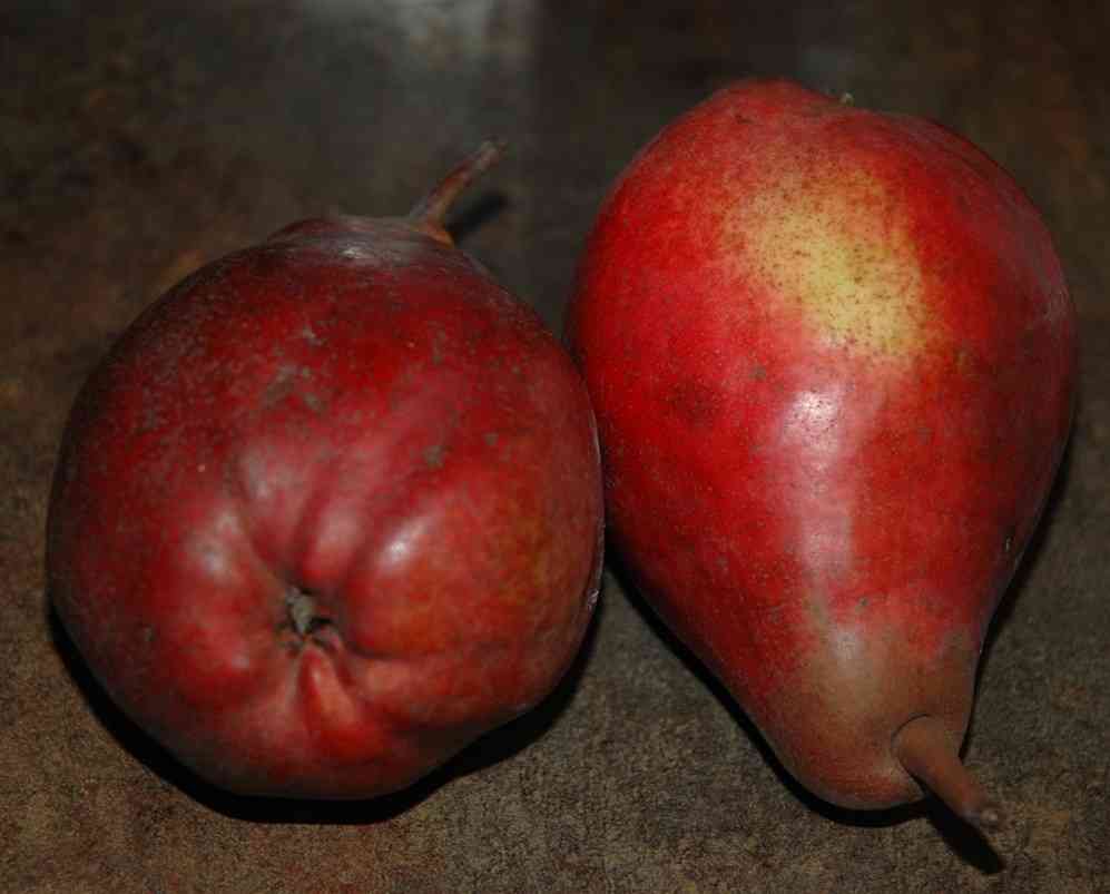 Birne Red Modoc - eine Neuzchtung aus Belgien (Foto 2)
