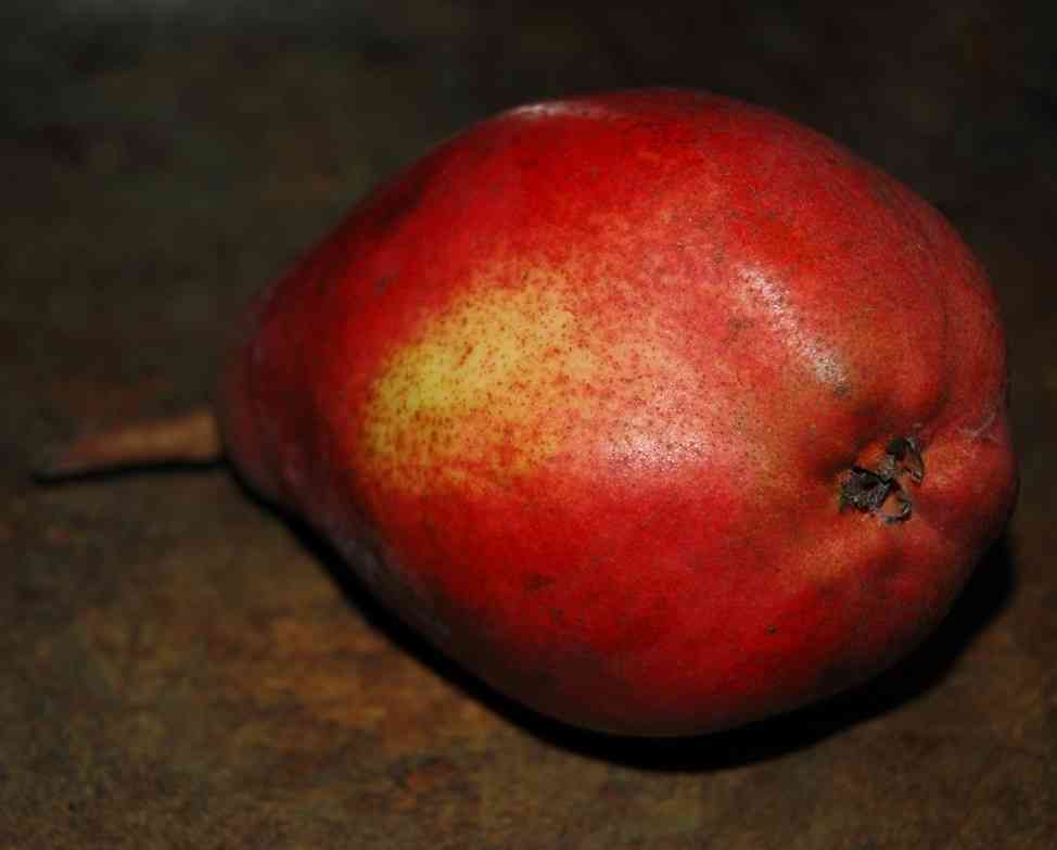 Birne Red Modoc - eine Neuzchtung aus Belgien (Foto 3)