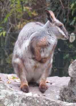 Wallaby / Tierpark Berlin (Oktober 2024)