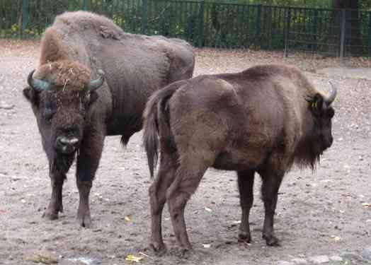 Wisent / Tierpark Berlin (Oktober 2024)