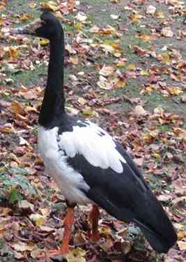 Spaltfugans / Tierpark Berlin (Oktober 2024)