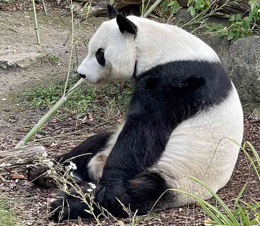 Bambusbär / Zoo Schönbrunn-Wien (September 2022)