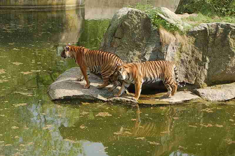 Hinterindische Tiger im Zoo-Berlin (Mai 2013)