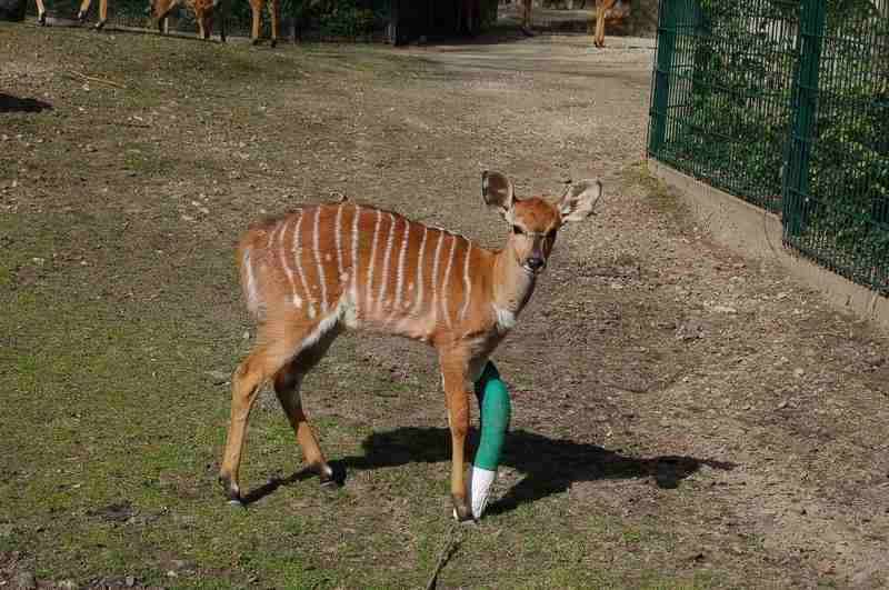 Nyala-Antilope mit Gipsbein im Zoo-Hannover April 2011