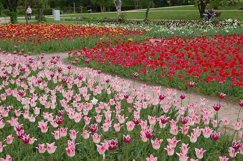 Tulpenfest in Winsen (2013)