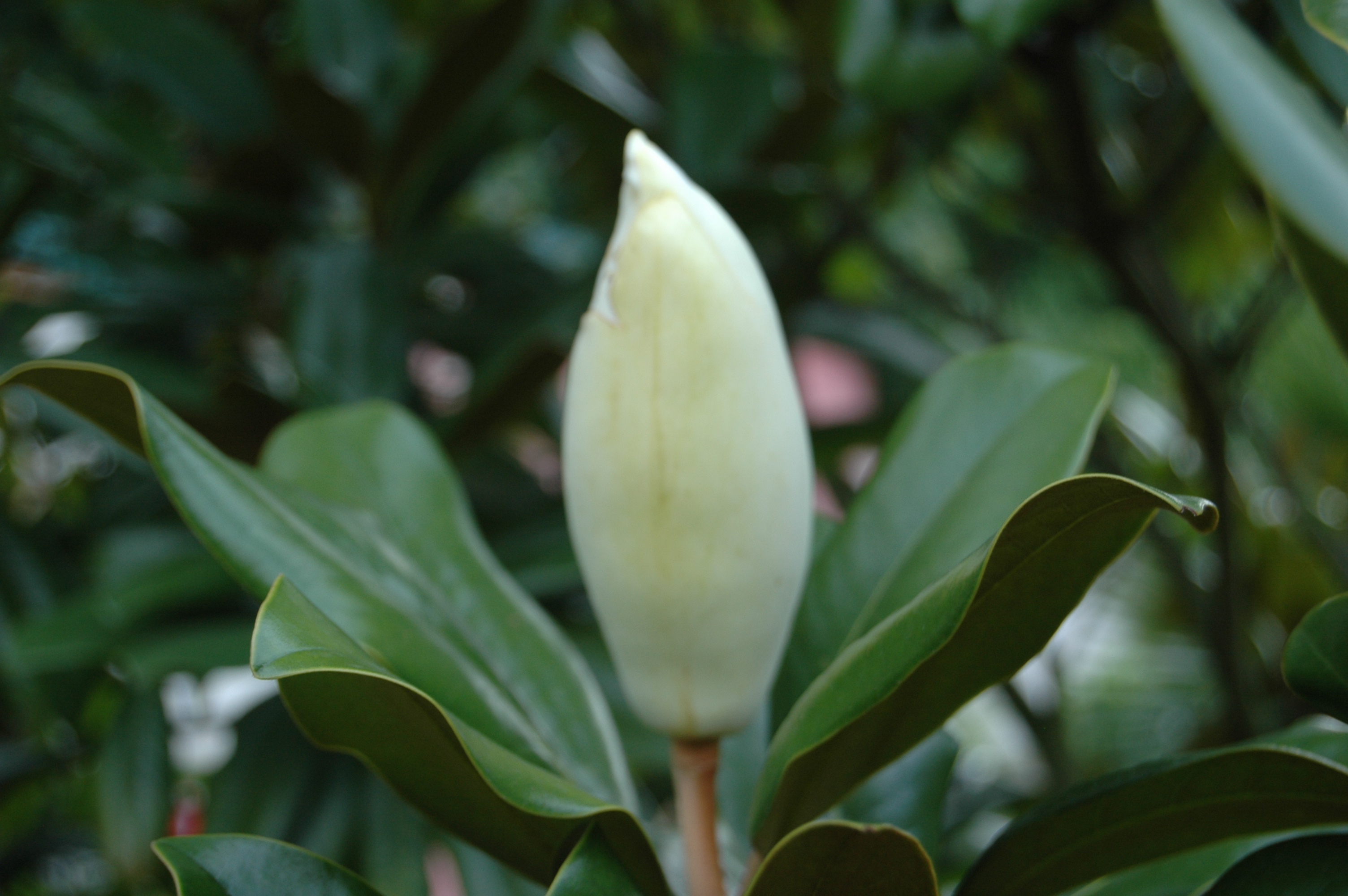 Baumblüte Gärten der Welt Berlin (August 2016)