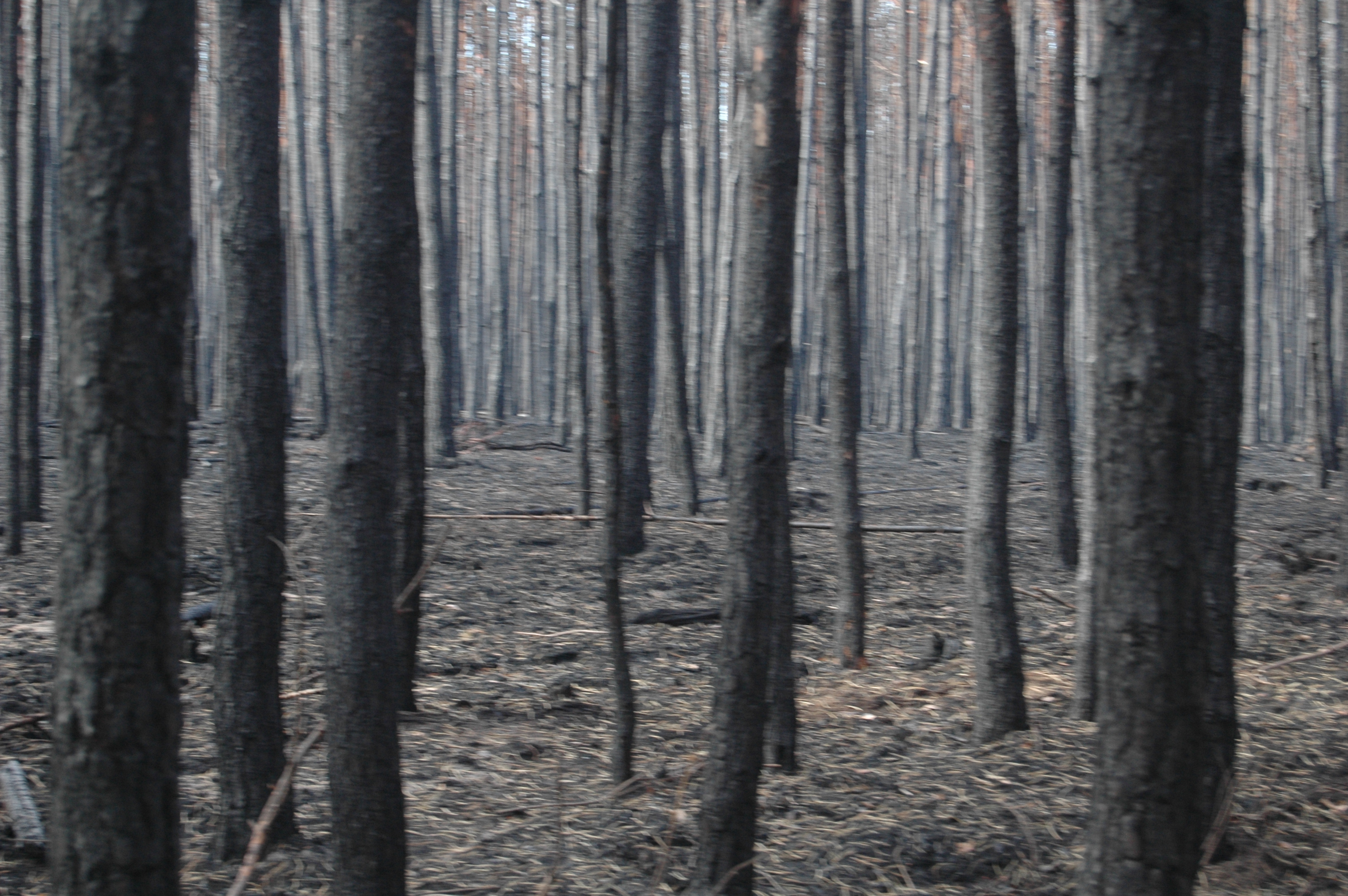 Teuenbrietzen-Waldbrand (September 2018)